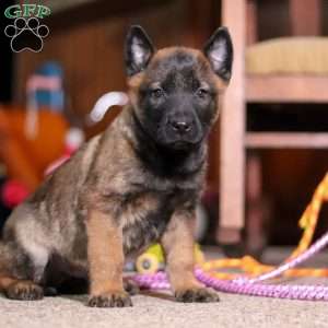 Blaze, Belgian Malinois Puppy